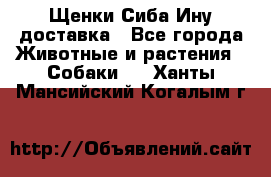 Щенки Сиба Ину доставка - Все города Животные и растения » Собаки   . Ханты-Мансийский,Когалым г.